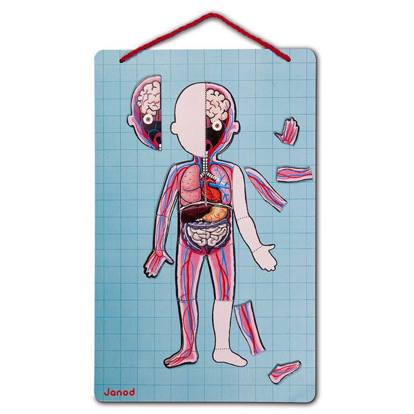 ადამიანის აგებულება Janod J05491 Gaming magnetic set Human body