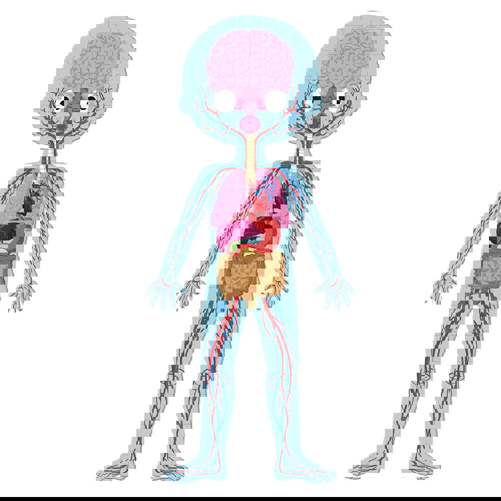 სათამაშო თავსატეხი Janod J02681 Educational Puzzle Human Body