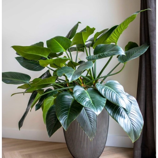 Flower Pot Capi Europe Vase Groove NL, 122L, Grey