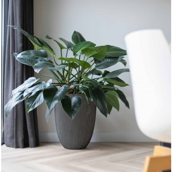 Flower Pot Capi Europe Vase Groove NL, 122L, Grey