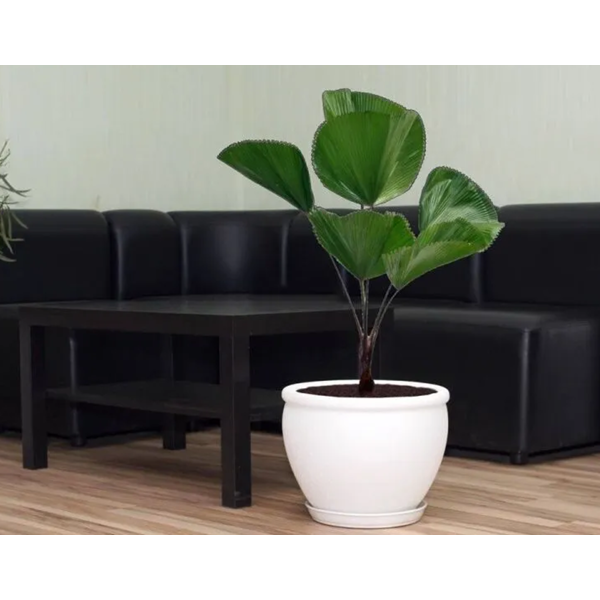 ყვავილის ქოთანი Oriana Vietnam, 18L, Flower Pot, White